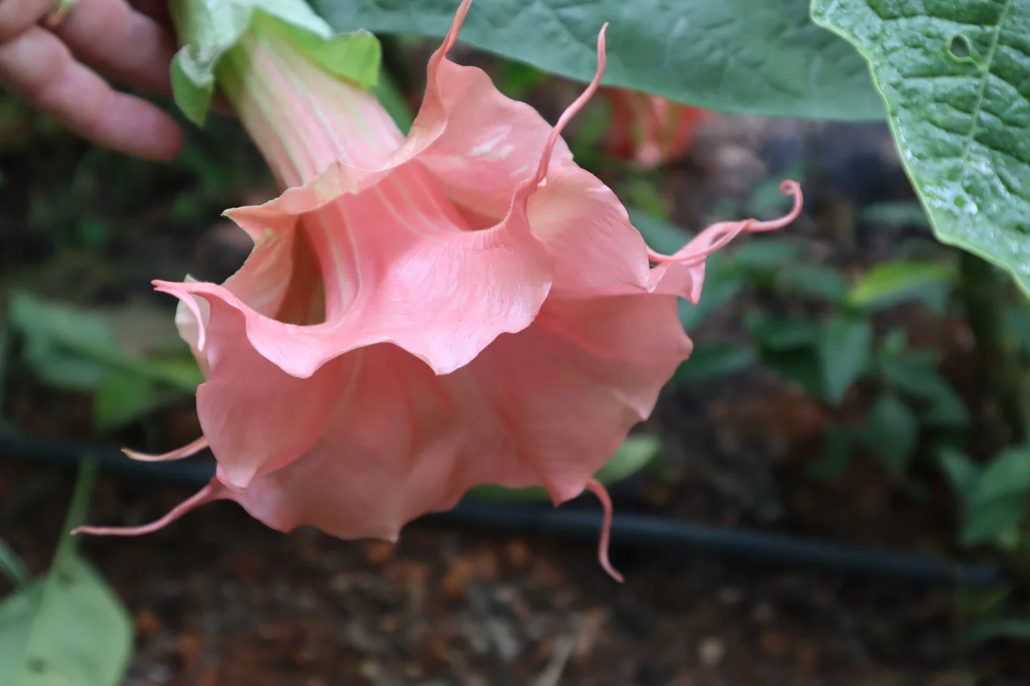 Kristina Michaela Brugmansia PLANT — Angel Trumpet Nursery LLC