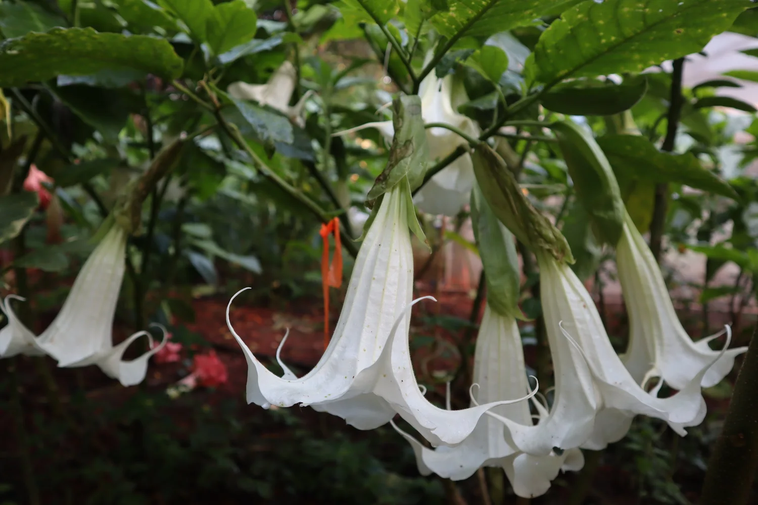 G Rex Brugmansia PLANT — Angel Trumpet Nursery LLC