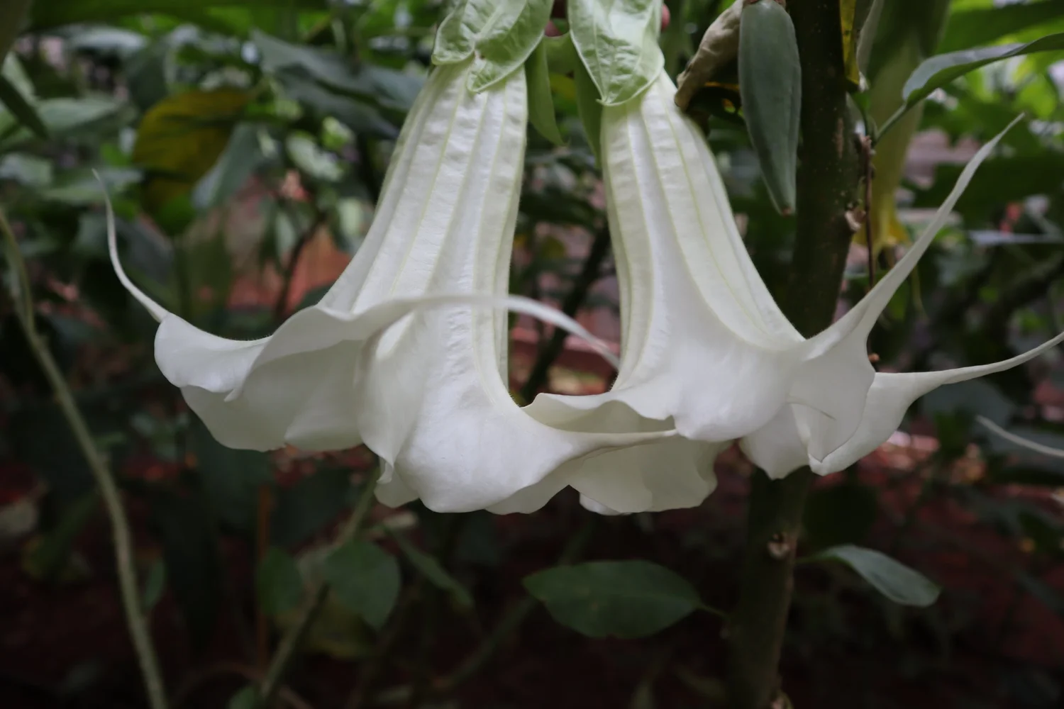 G Rex Brugmansia PLANT — Angel Trumpet Nursery LLC
