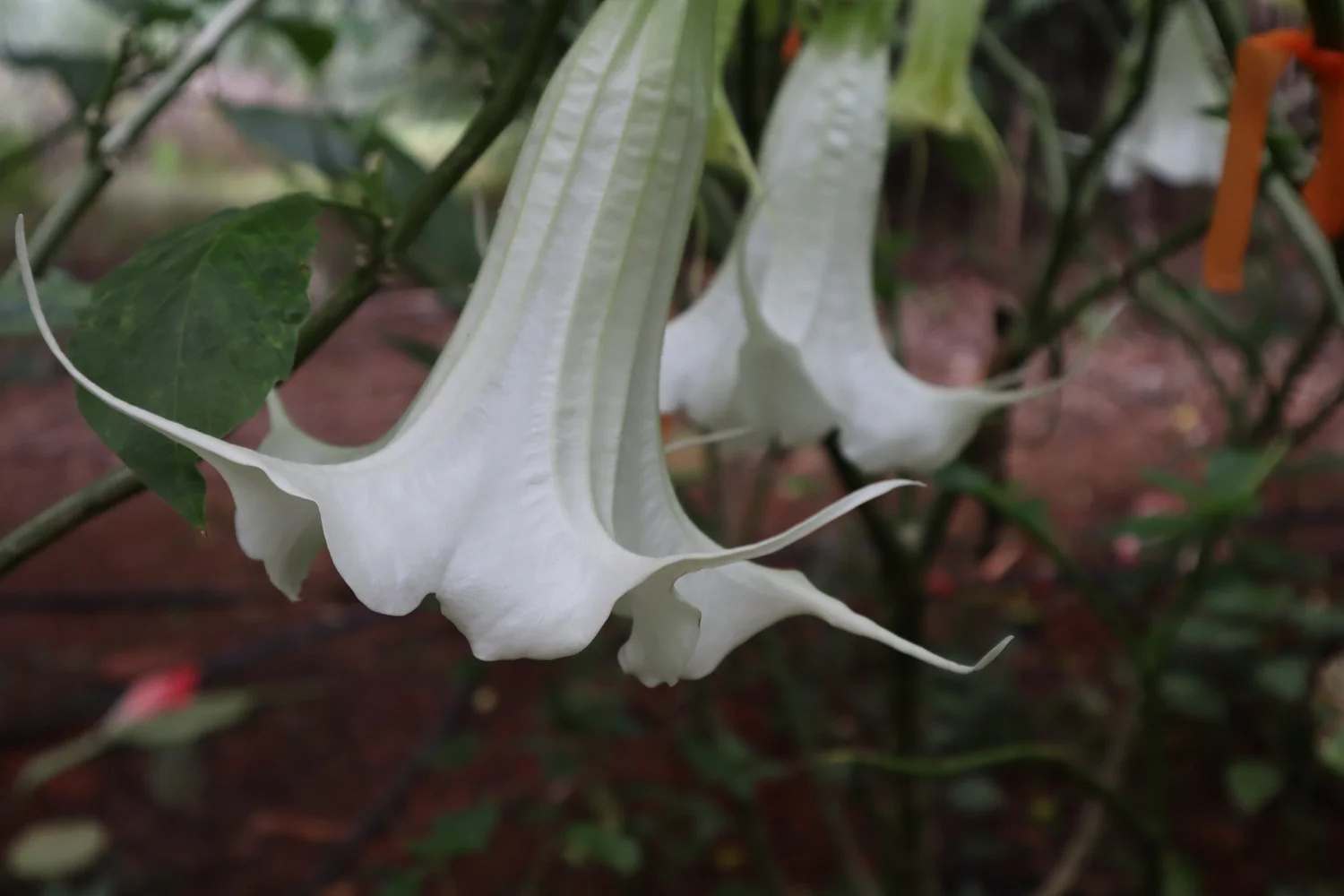 G Rex Brugmansia PLANT — Angel Trumpet Nursery LLC