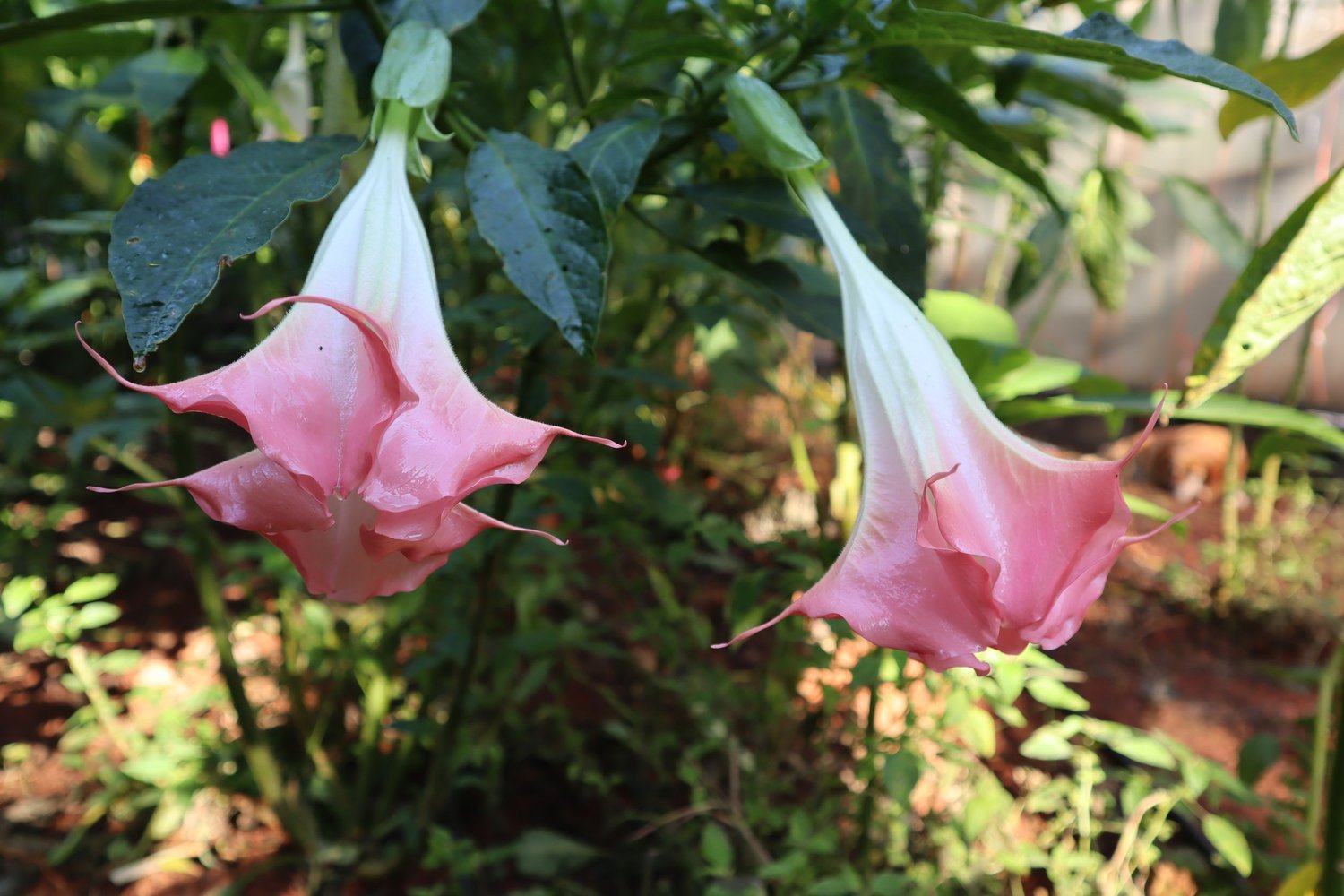 Emerald Frost Variegated Brugmansia PLANT  Angel Trumpet Nursery LLC