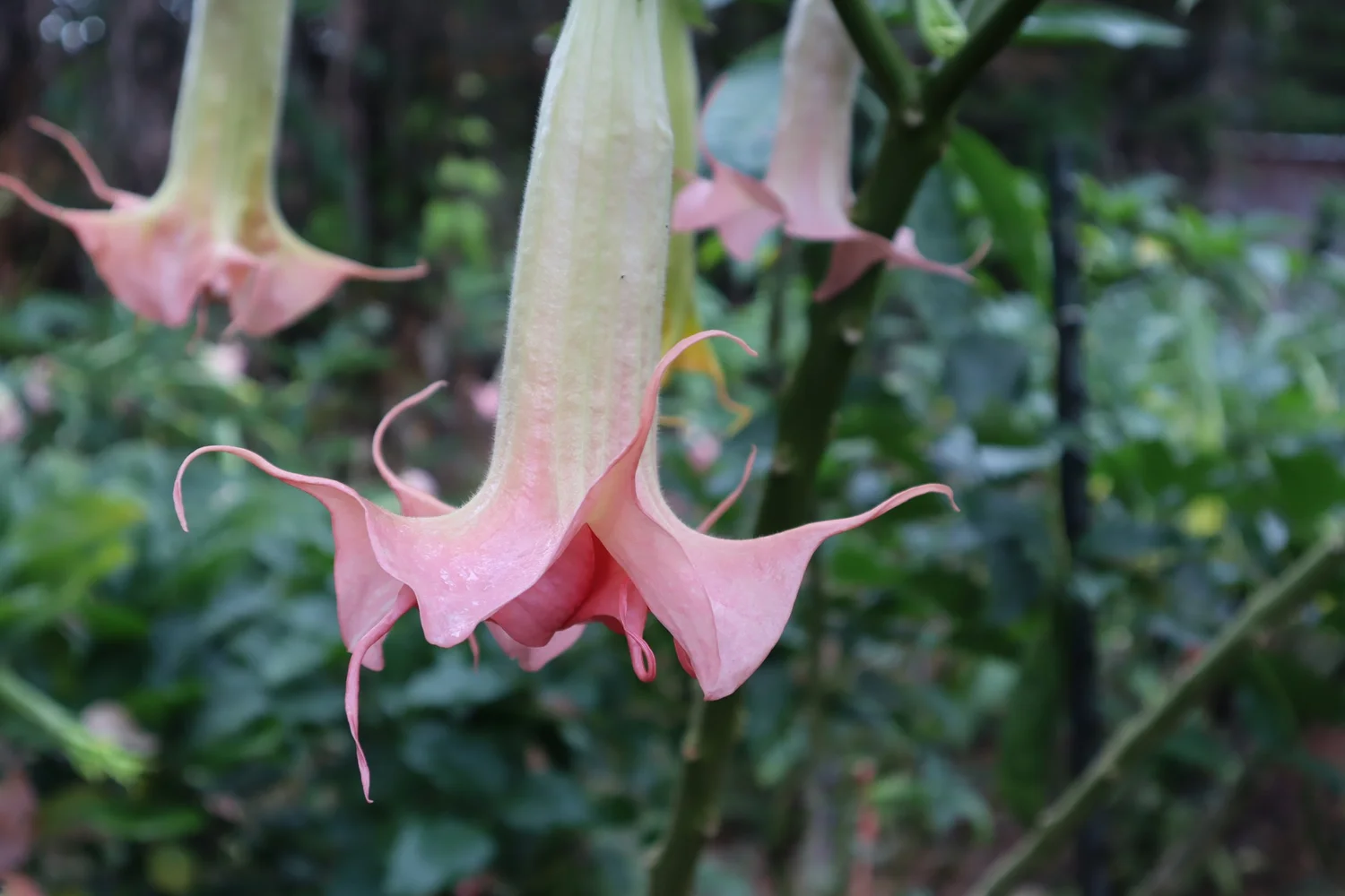 Sommer Joy Brugmansia PLANT — Angel Trumpet Nursery LLC