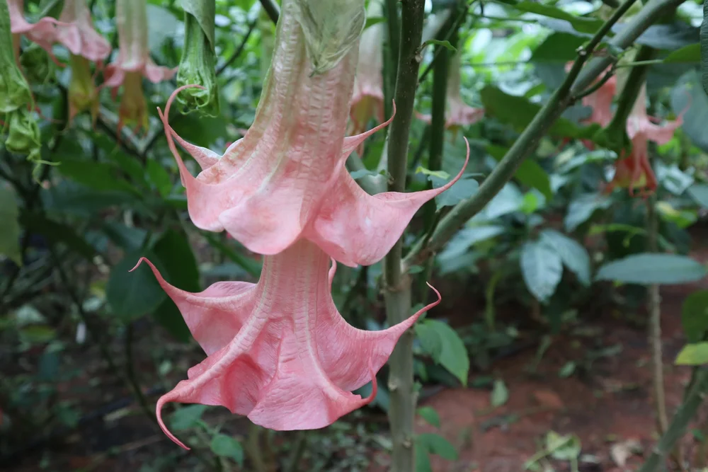 Angel trumpet nurseryAngel Trumpet Nursery LLC