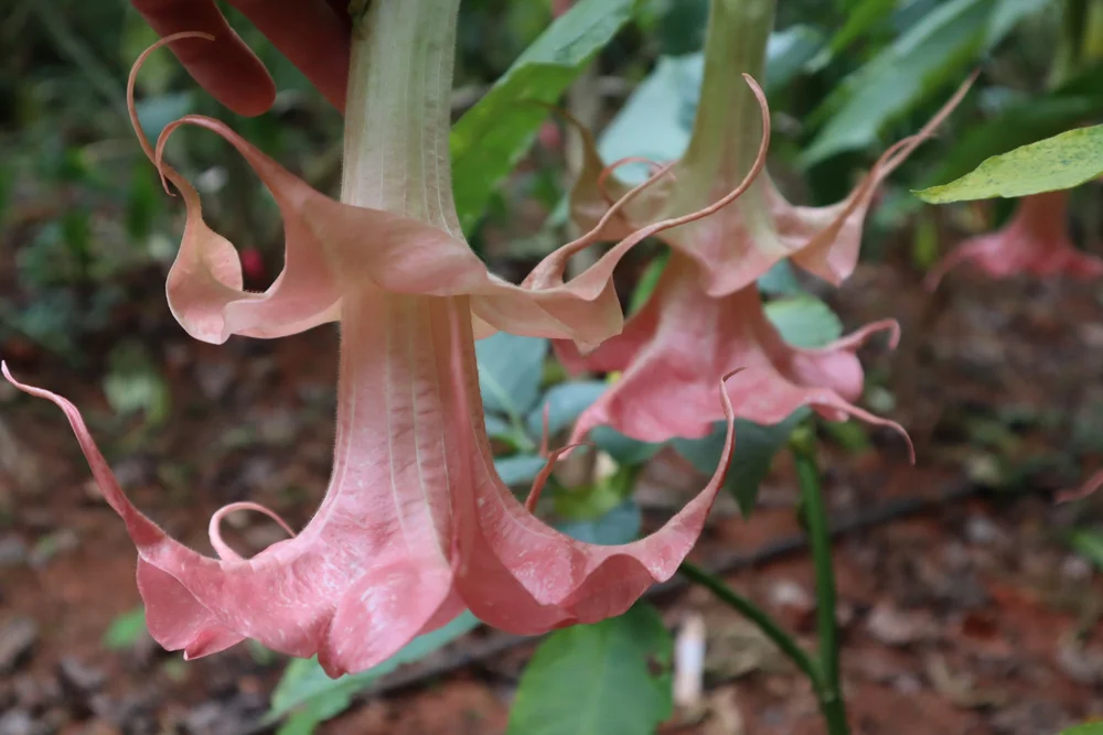 Angel trumpet nurseryAngel Trumpet Nursery LLC