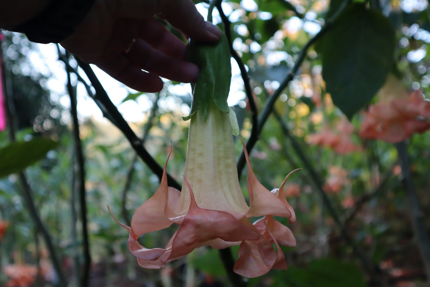 Sommer Magic Brugmansia PLANT — Angel Trumpet Nursery LLC