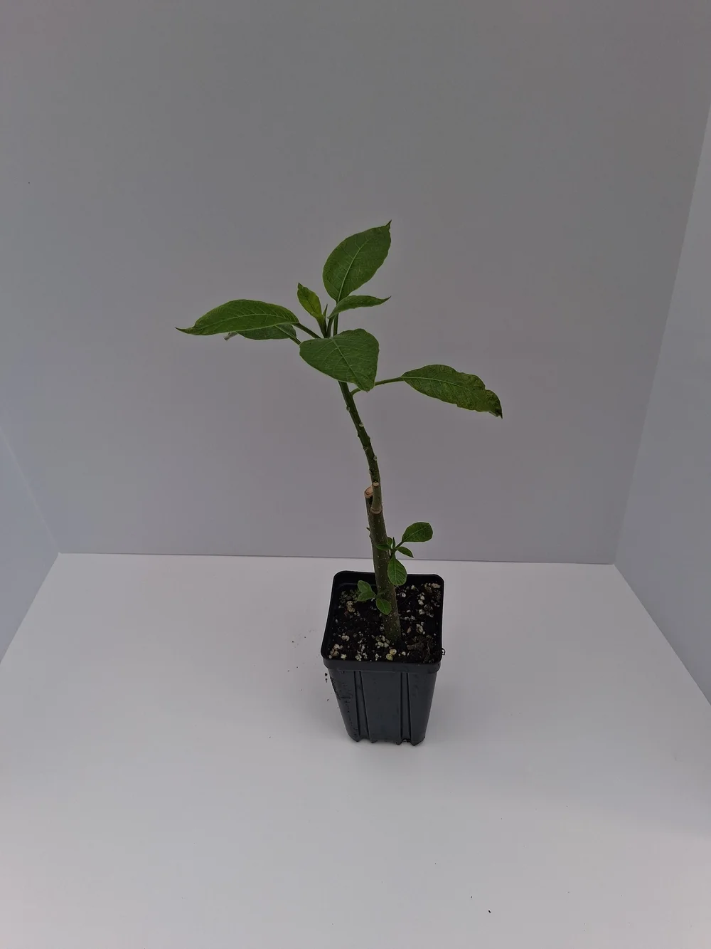 Angels Sunexplosion Brugmansia PLANT — Angel Trumpet Nursery LLC