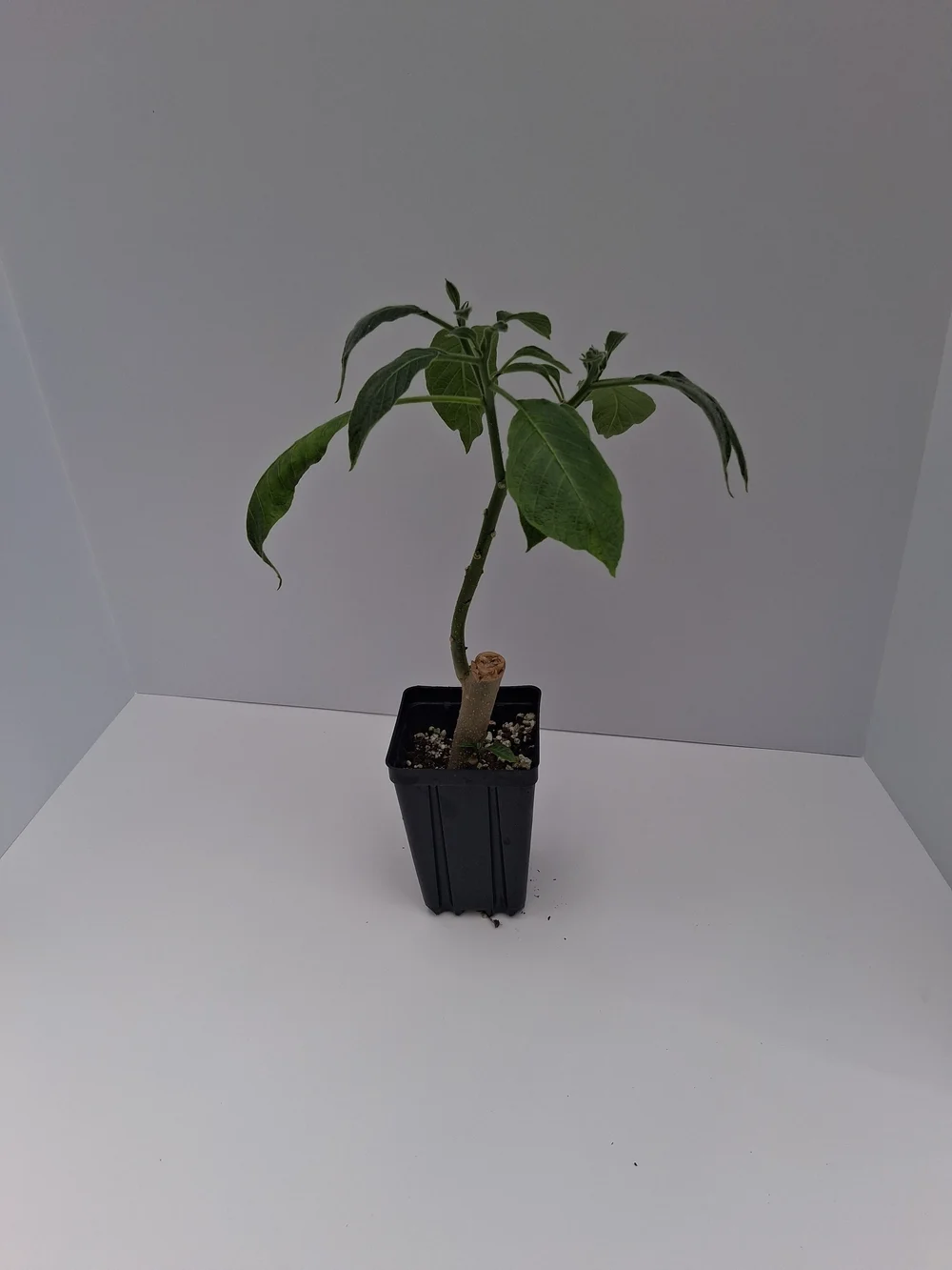 Angels Skyline Brugmansia PLANT — Angel Trumpet Nursery LLC