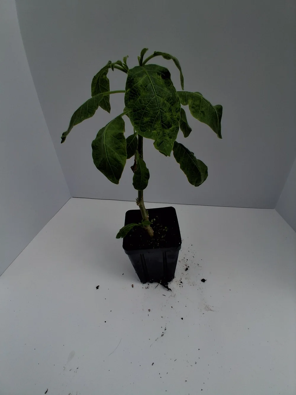 Orange Julius Brugmansia PLANT — Angel Trumpet Nursery LLC