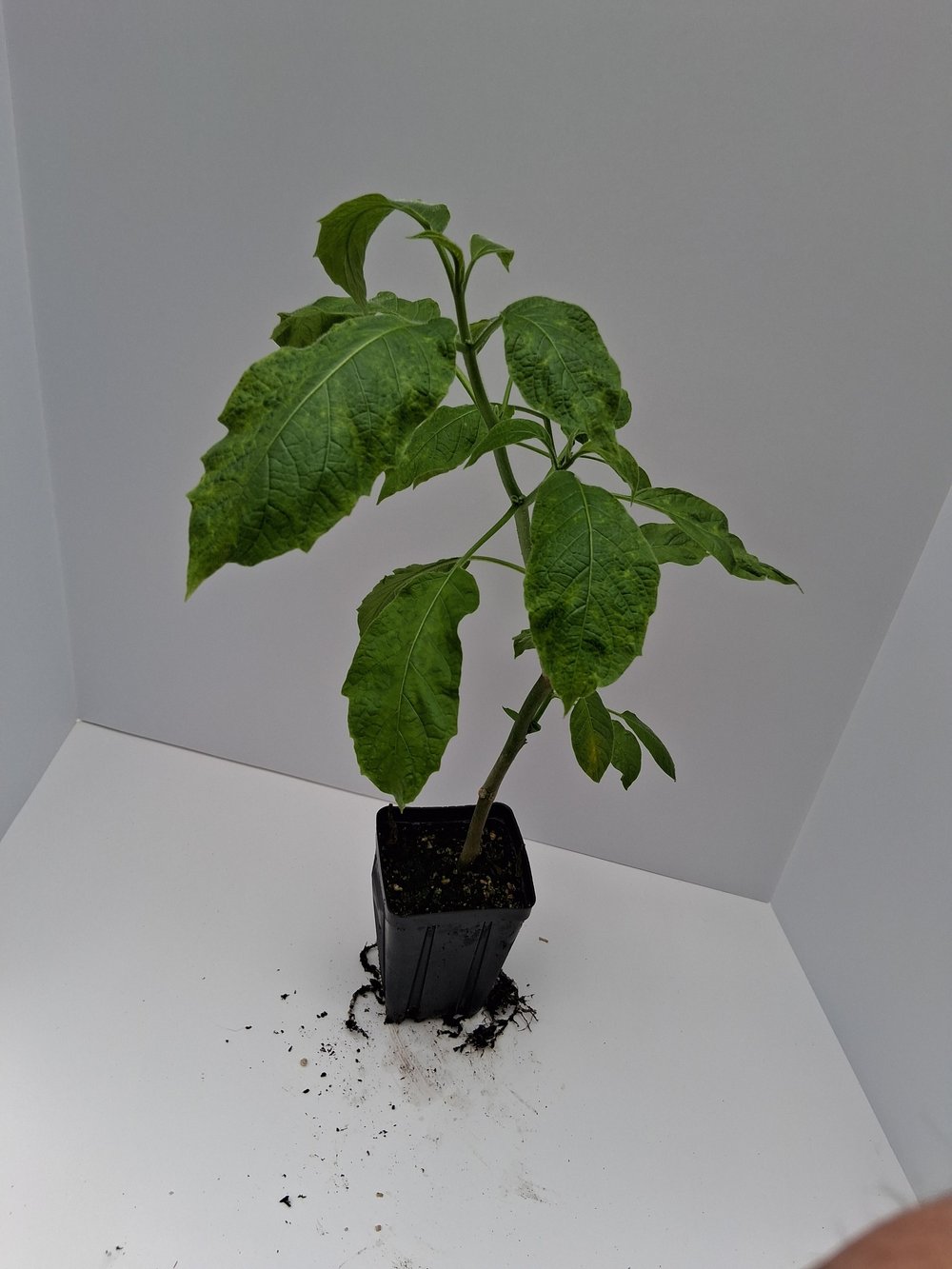 Witchy Woman PLANT — Angel Trumpet Nursery LLC