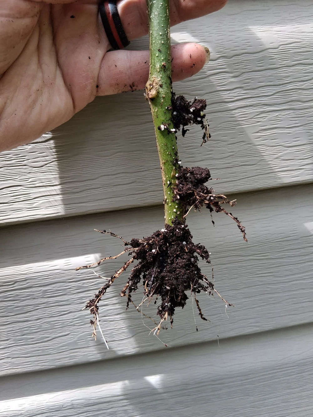 Fruit Salad Brugmansia ROOTED CUTTING — Angel Trumpet Nursery LLC