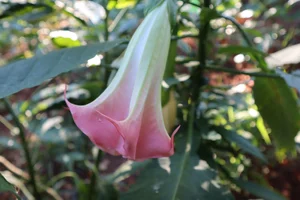 Strawberry Cream Brugmansia PLANT — Angel Trumpet Nursery LLC