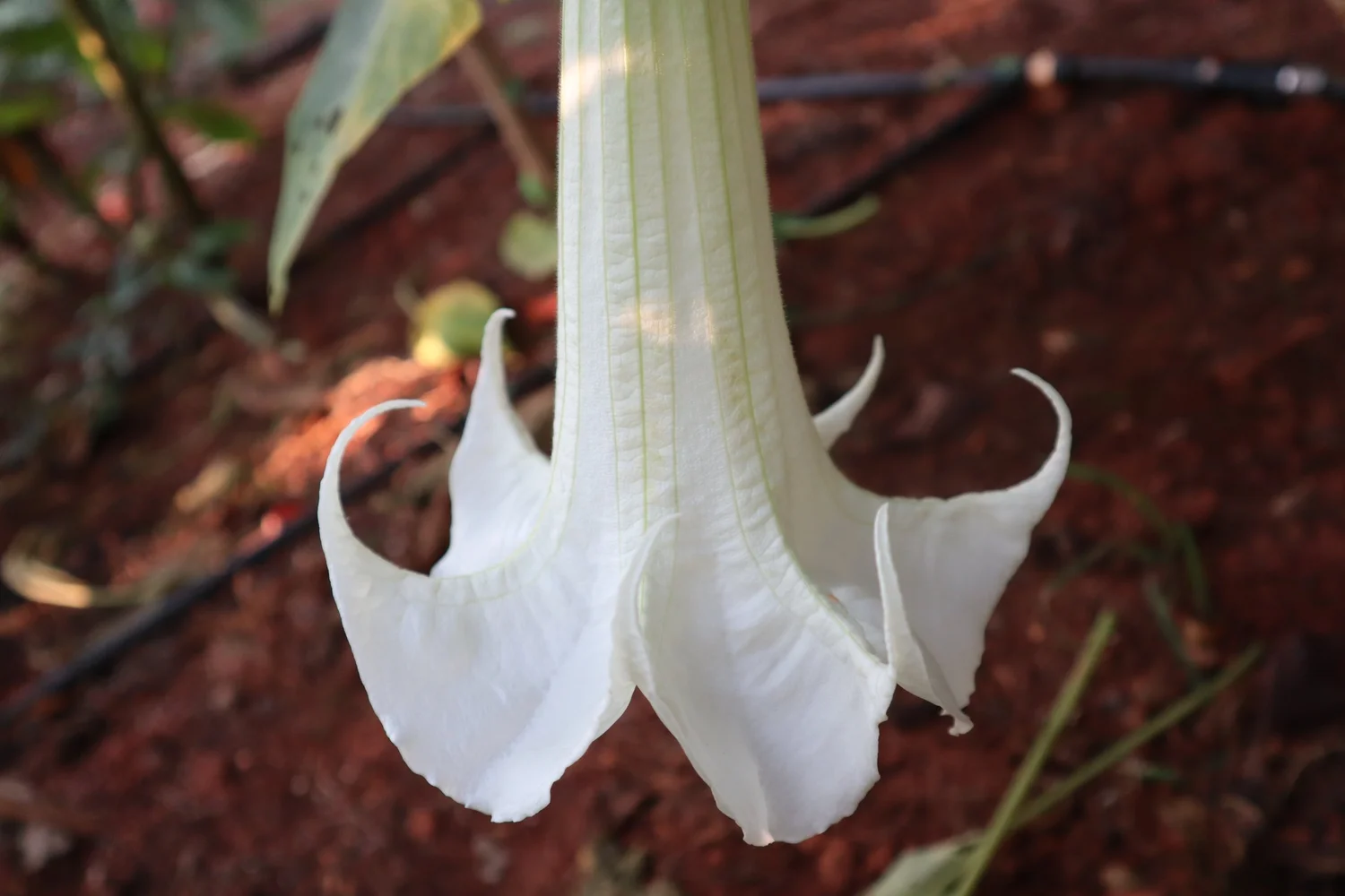 Temple Goddess Brugmansia PLANT  Angel Trumpet Nursery LLC
