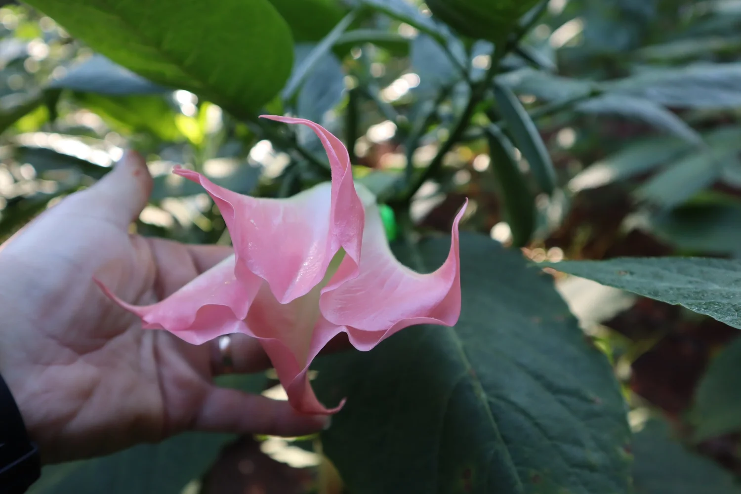 Strawberry Cream Brugmansia PLANT — Angel Trumpet Nursery LLC