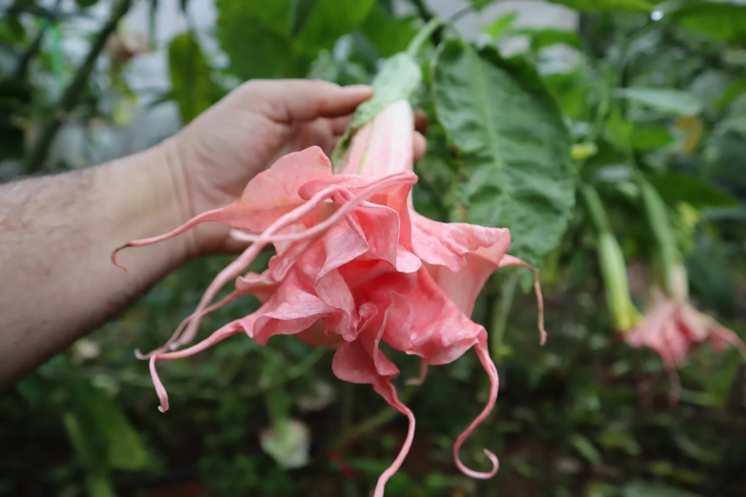 Portofino Brugmansia PLANT AVAIL 1/1/26  Angel Trumpet Nursery LLC