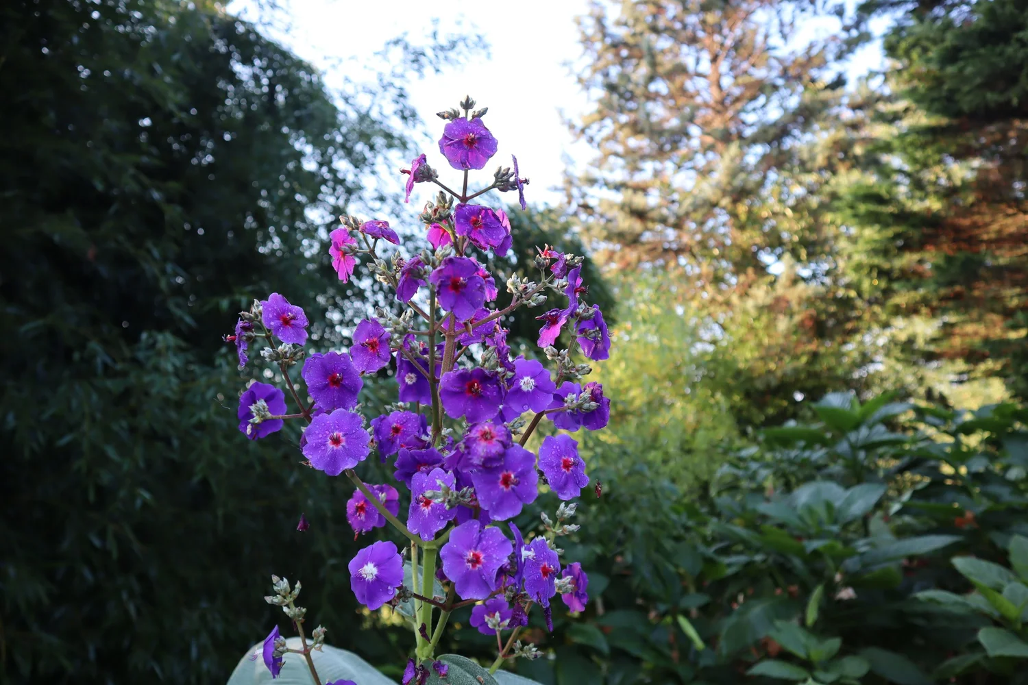 Princess Flower-Tibouchina Grandifolia PLANT  Angel Trumpet Nursery LLC