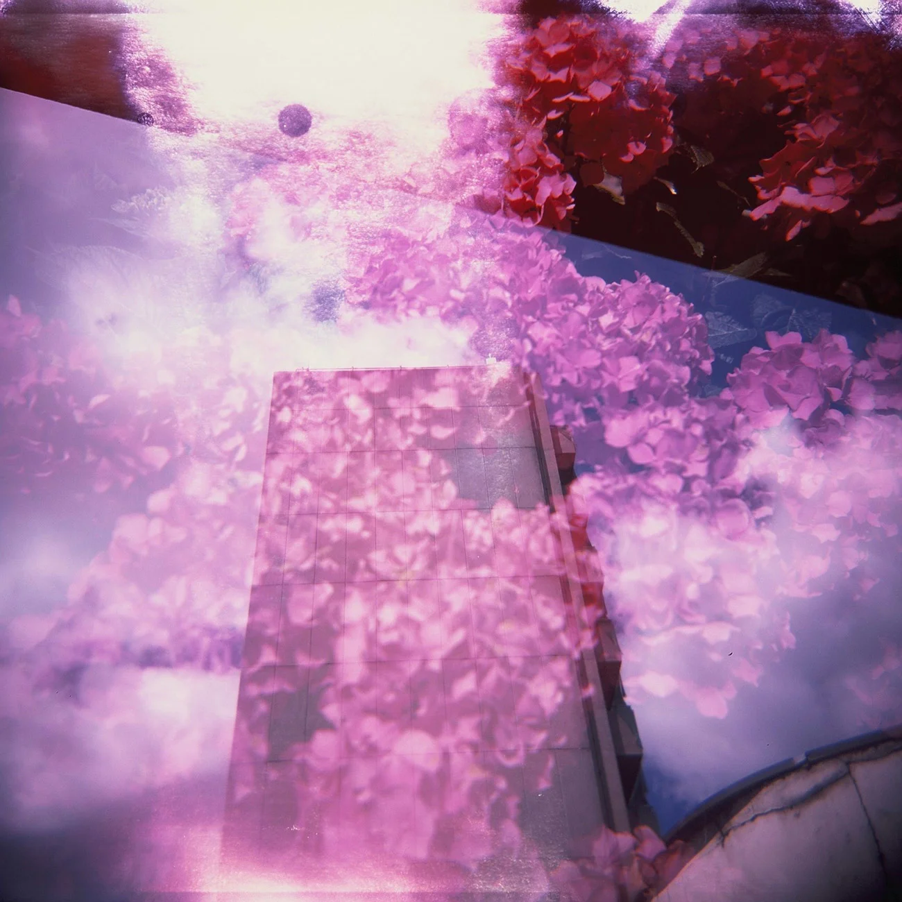 pinkfowers.jpg