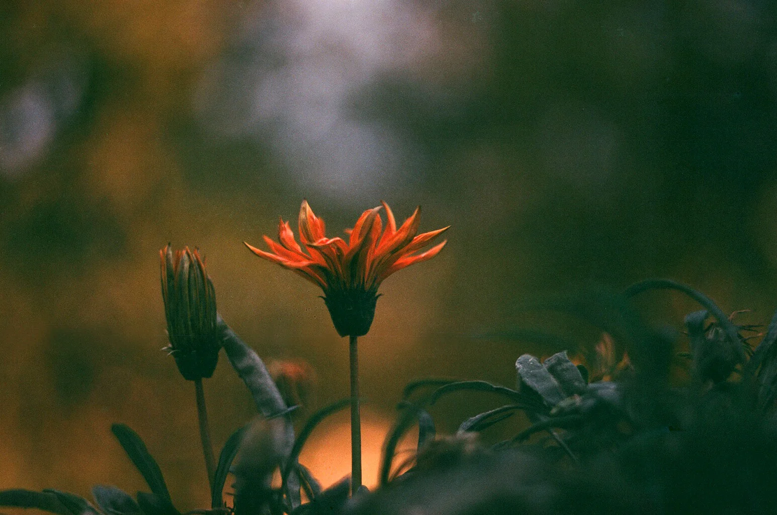 51320002.jpg