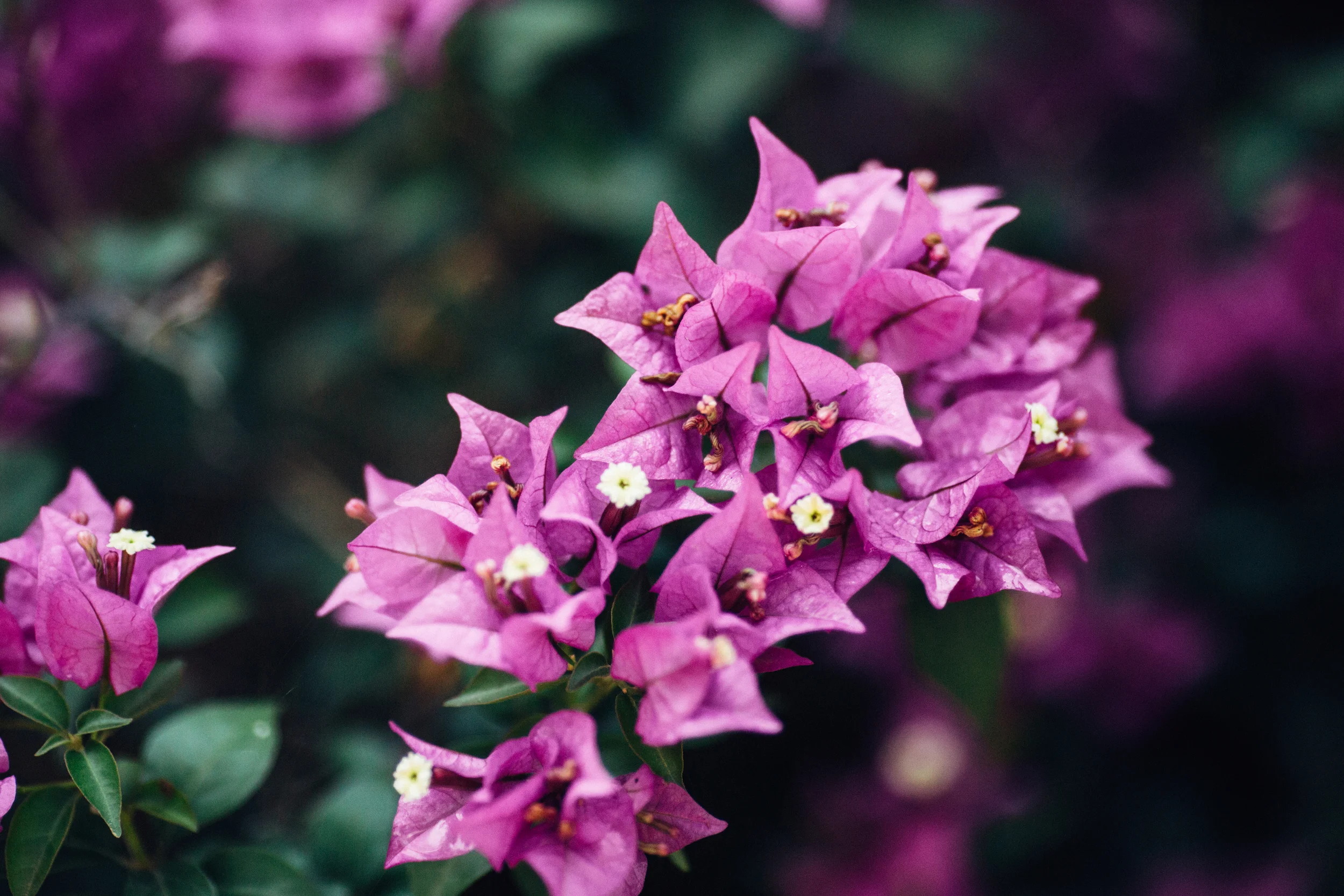 0F8A9041.jpg
