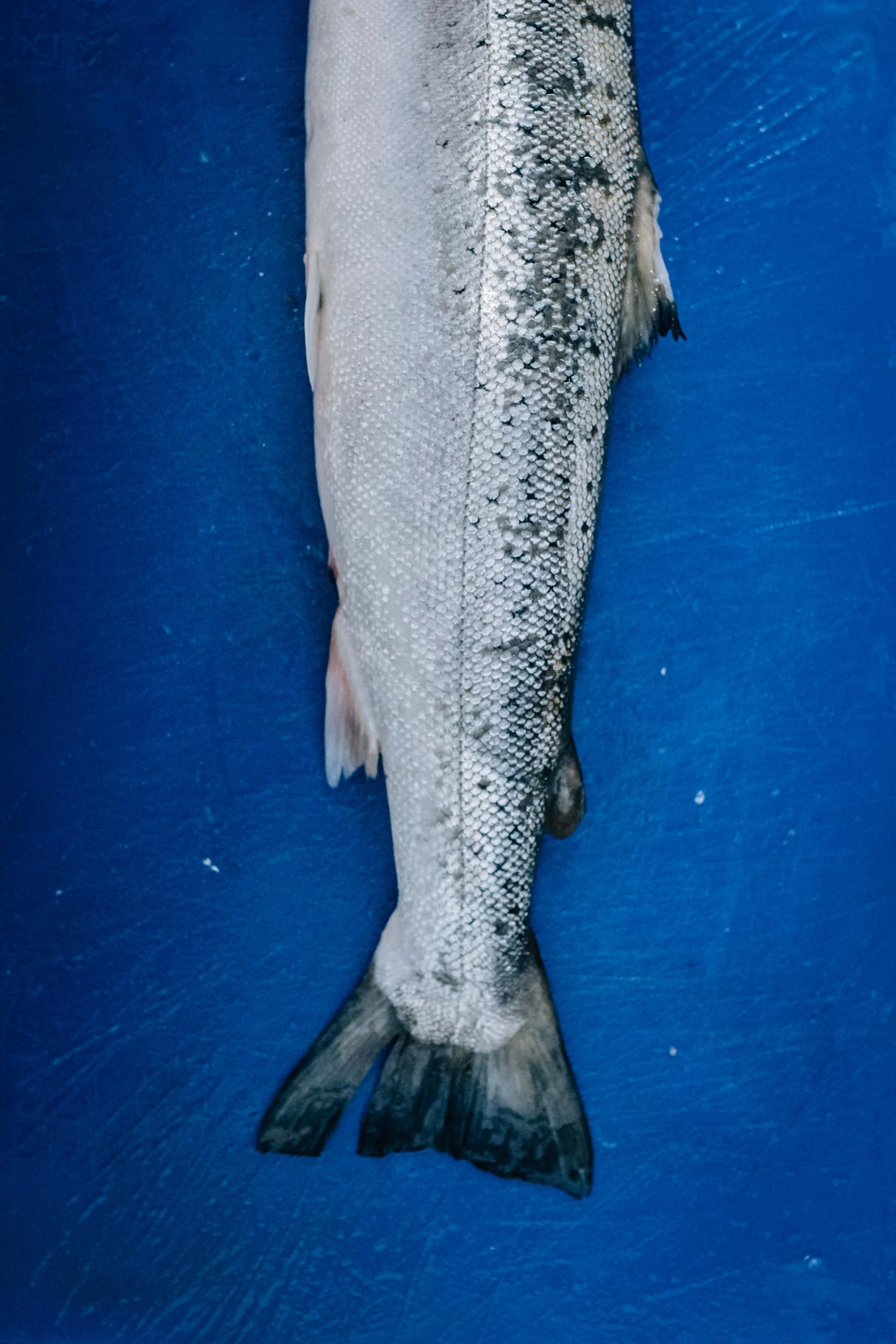 0F8A2856.jpg