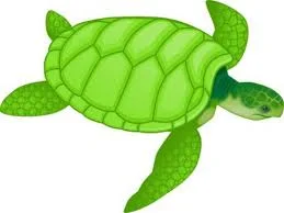 My Turtle Tale, Expectations and Letting Go...