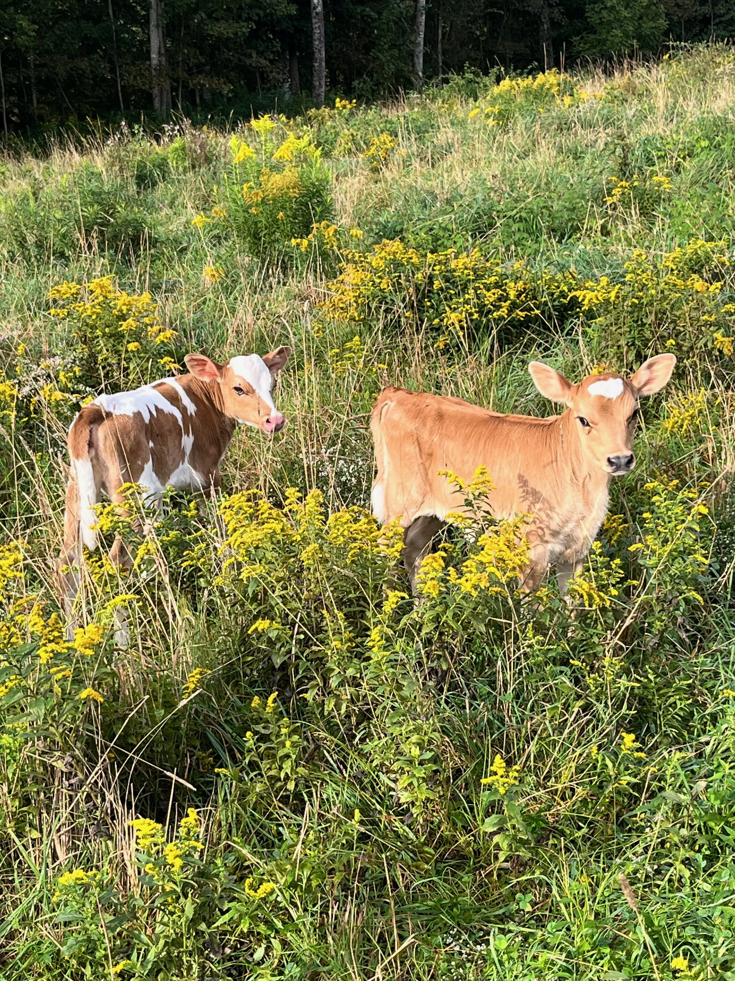 71647266727__74BE666E-3195-484B-A041-DD072C395EE5 (1).jpeg