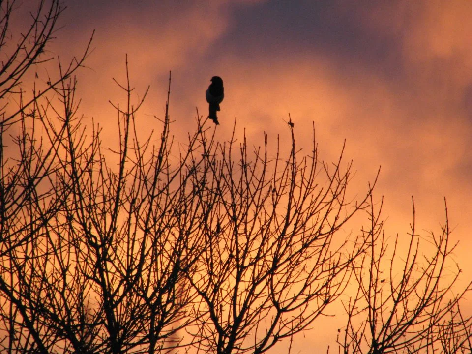 MAGPIE AT DUSK | PHOTO CREDIT: M. BONNEAU