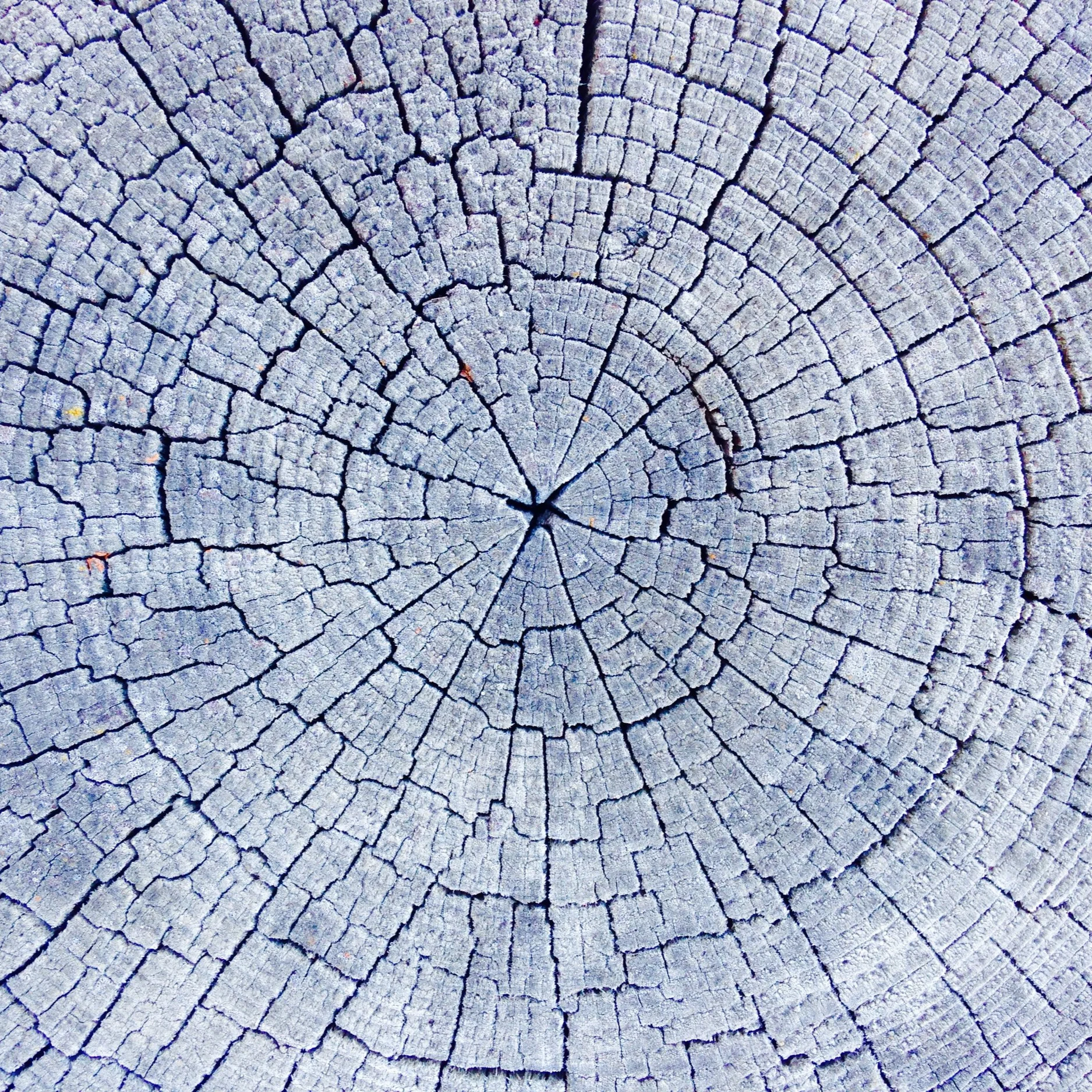 TreeSlice2.jpg
