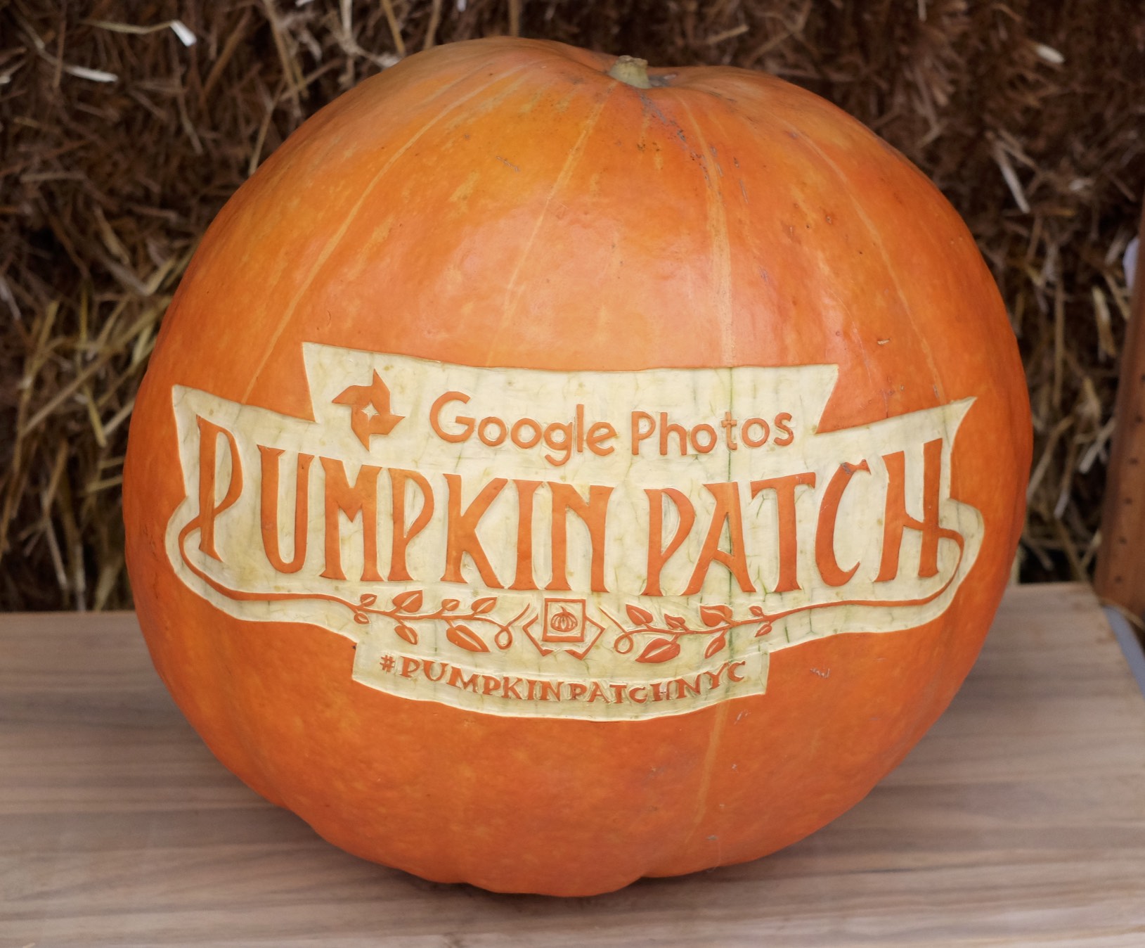 Google Photos event logo carved on 60 lb Atlantic Giant pumpkin.