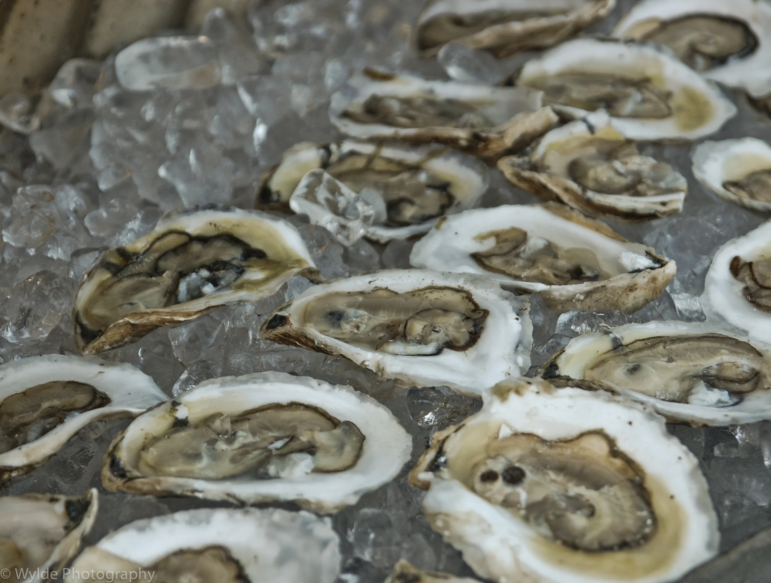 Pemaquid Point oysters, as they should be.