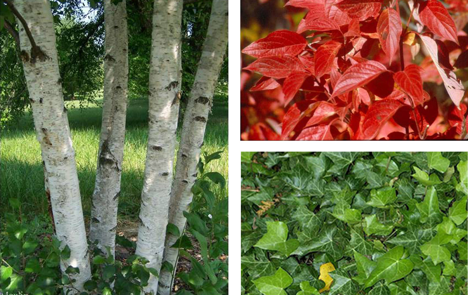 Moscow Plants 1.jpg