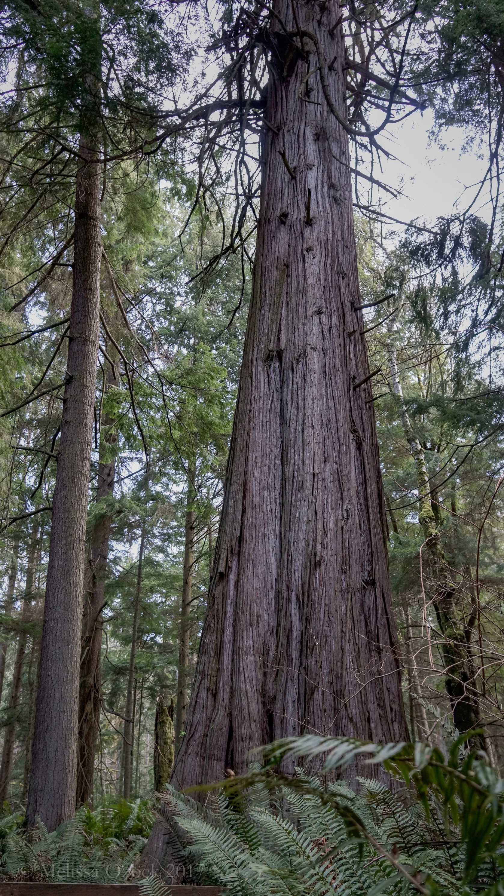 7. South Whidbey State Park