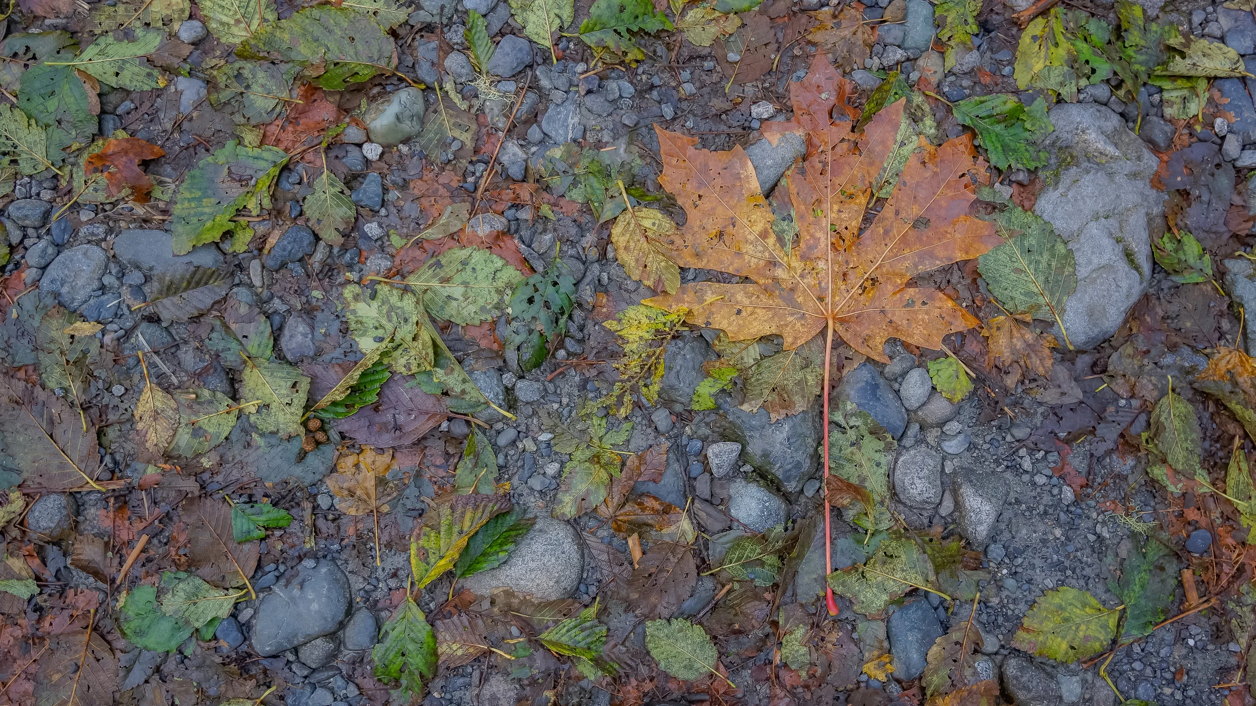 _DSC0779.jpg