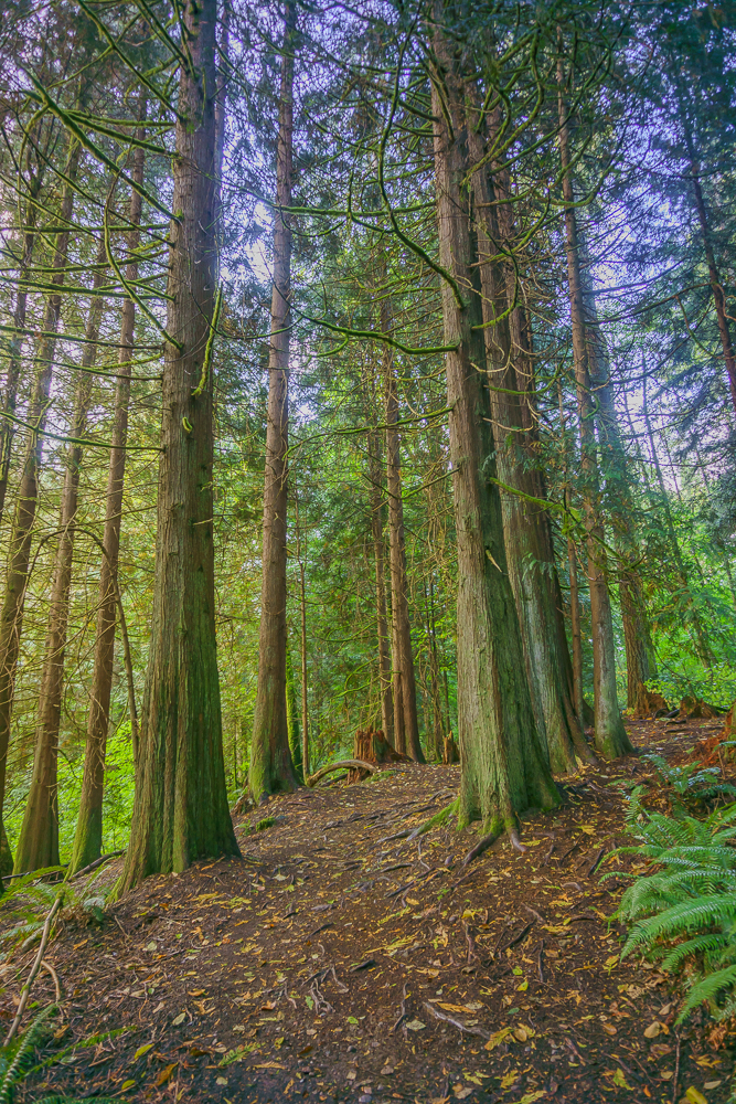 Grove of cedars