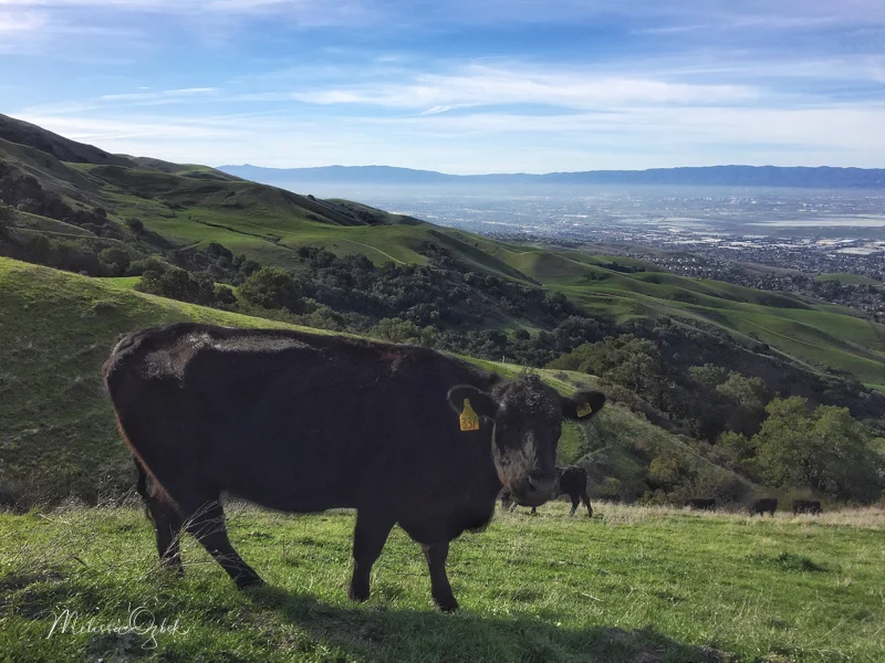 A bright day, and unexpected hiking companion, at Mission Peak