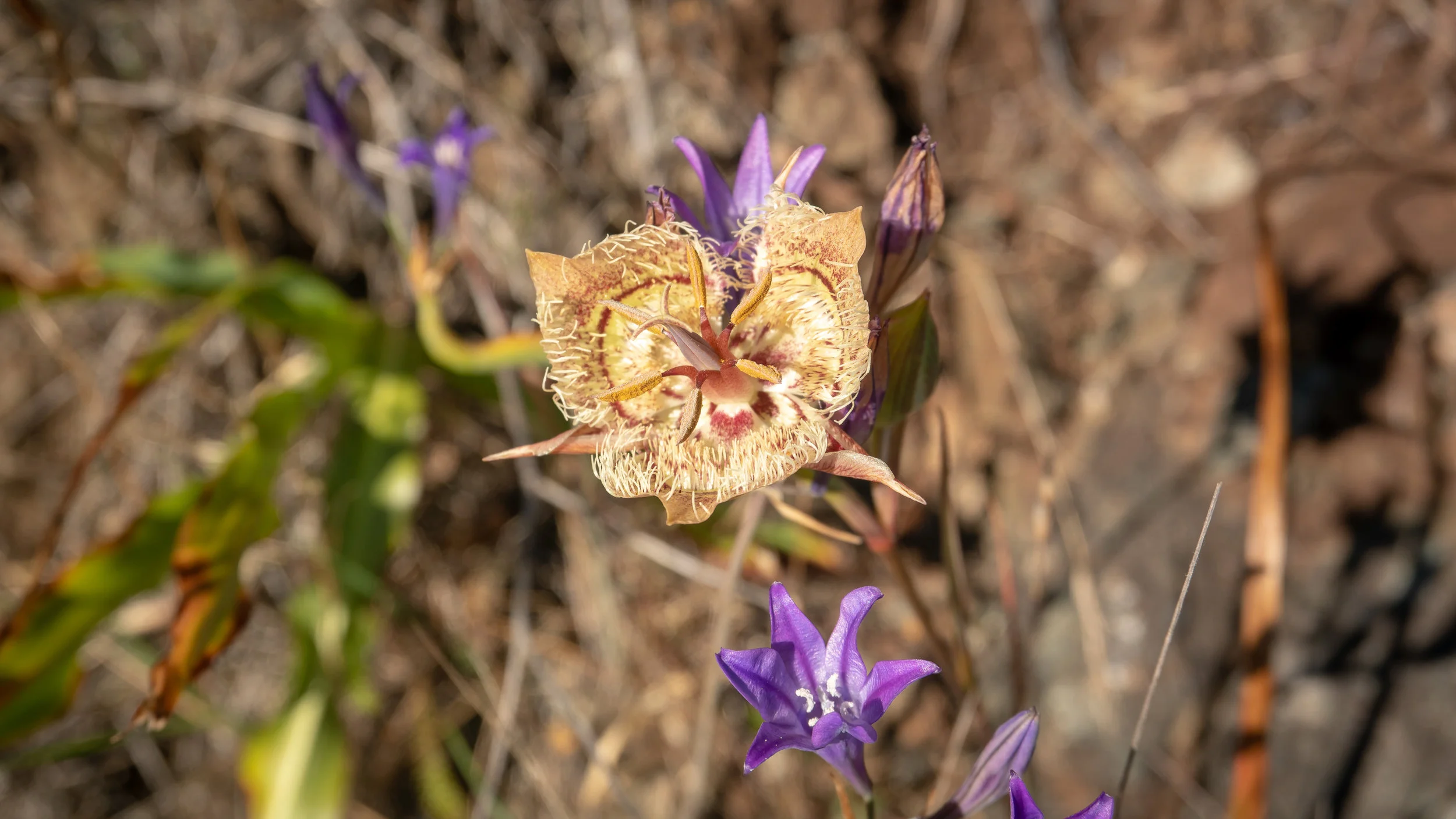 Tiburon mariposa lily. This rare flower grows in Marin County, and nowhere else in the world !