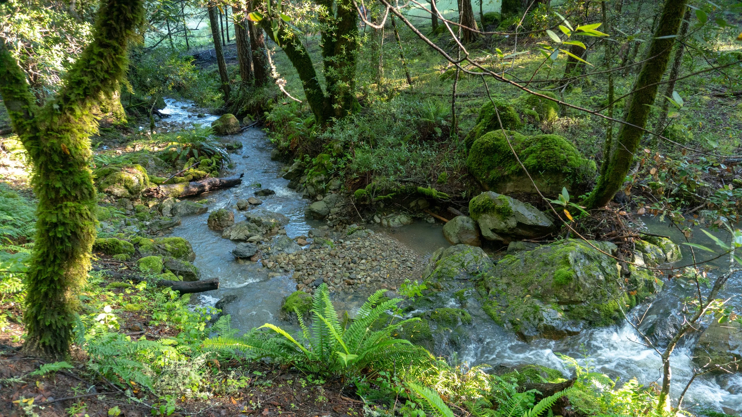 Cataract Creek-Benstein Loop