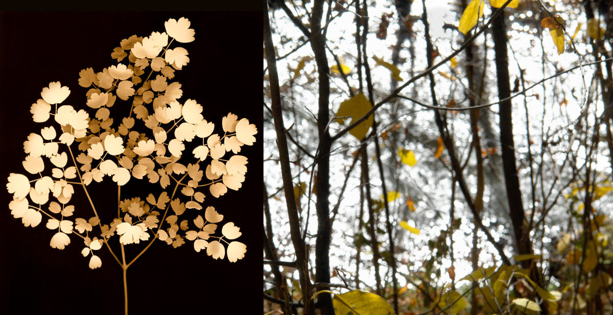 meadow rue and creek-2.jpg