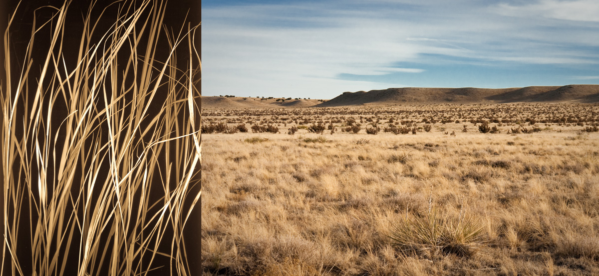 winter grass high plains-2.jpg