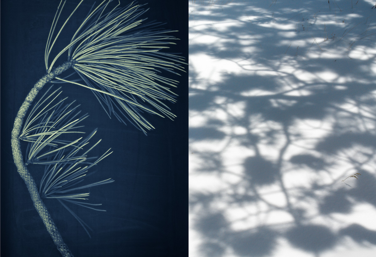 ponderosa pine and shadow-2.jpg