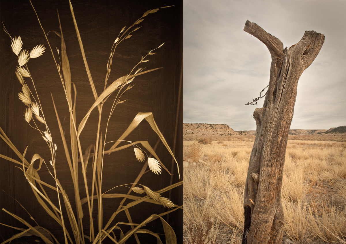 northern sea oats.jpg