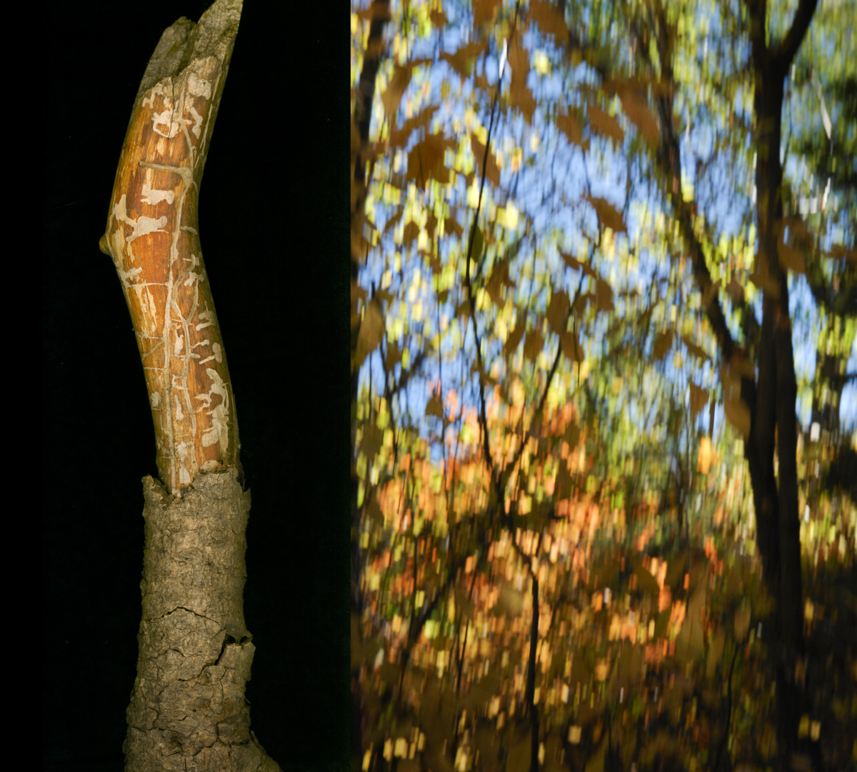 pine beetle branch autumn woods-2.jpg