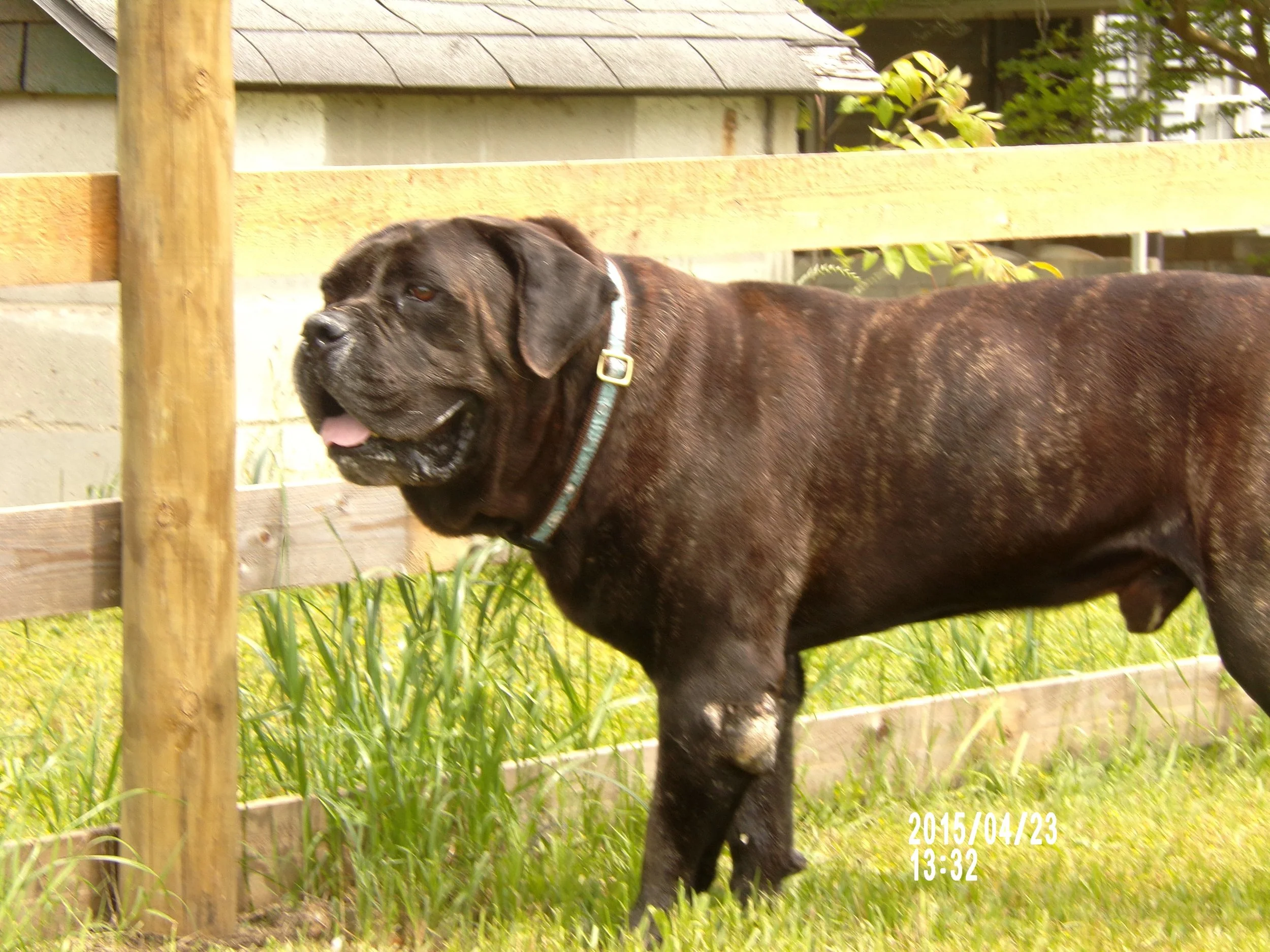 Hank has decided to stay at The Bullpen forever, as the personal dog of the Executive Director!