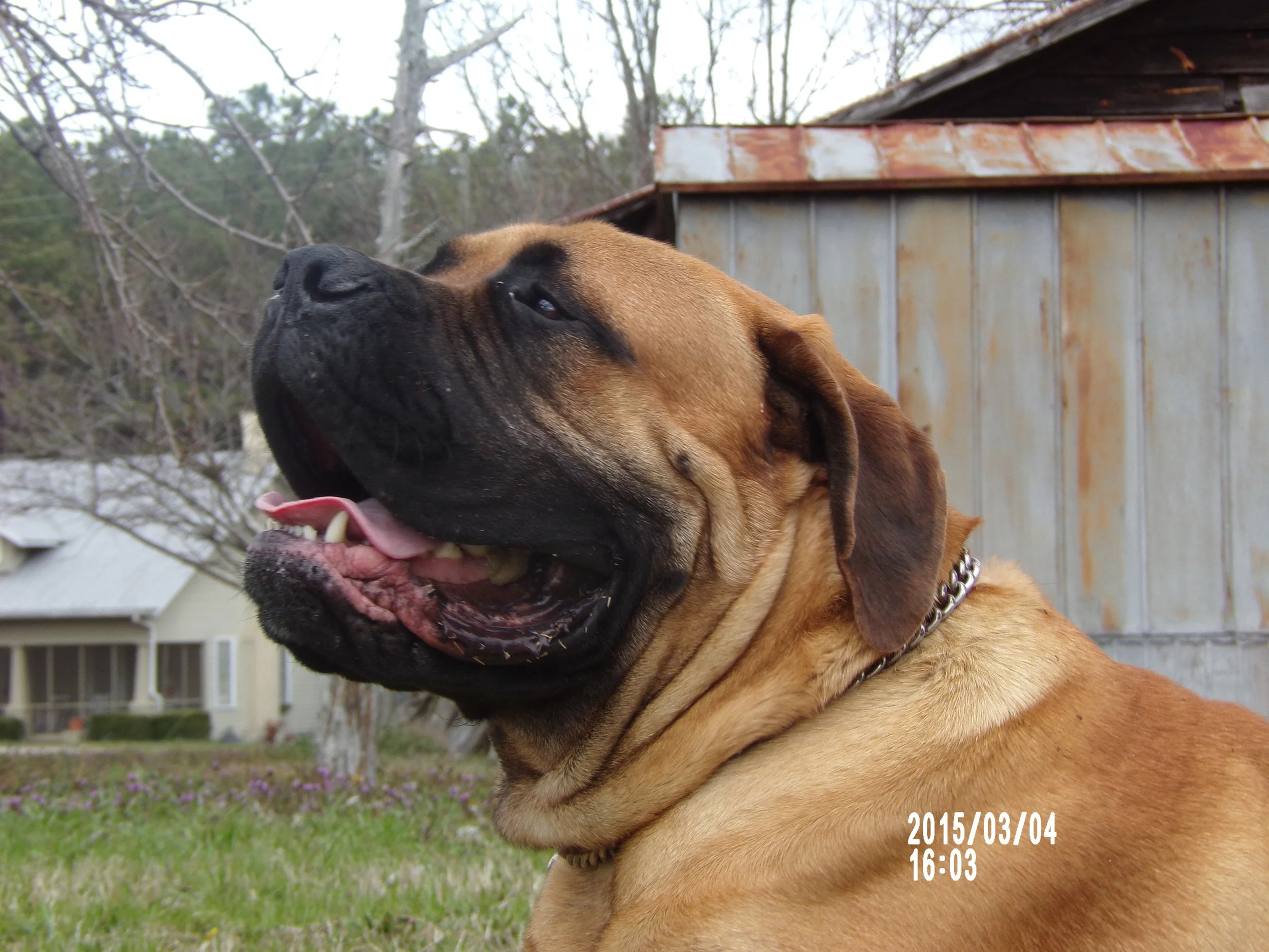 Thomas was our very first dog to find a forever home!