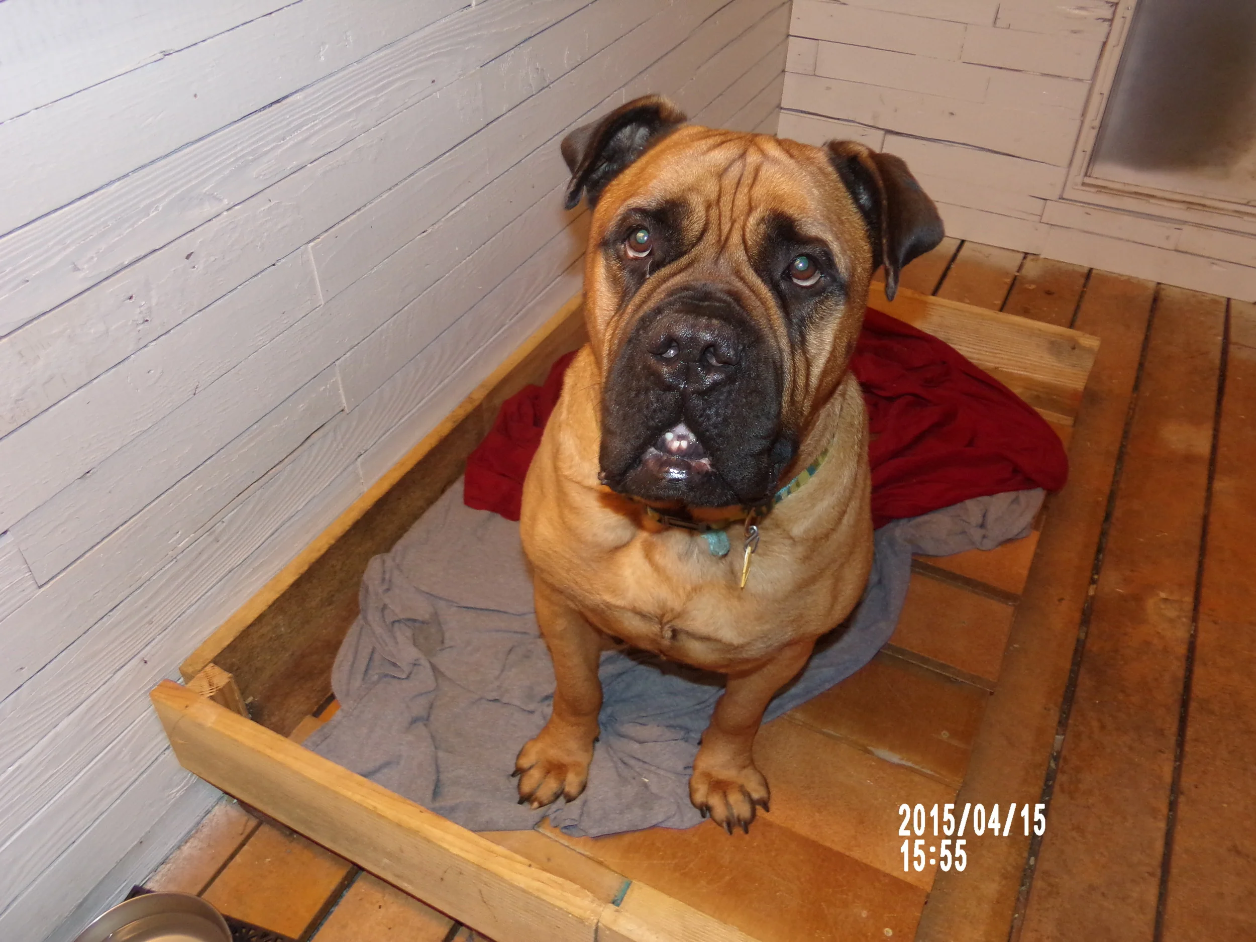 Gus was one of the first Bullpen dogs to find his forever family