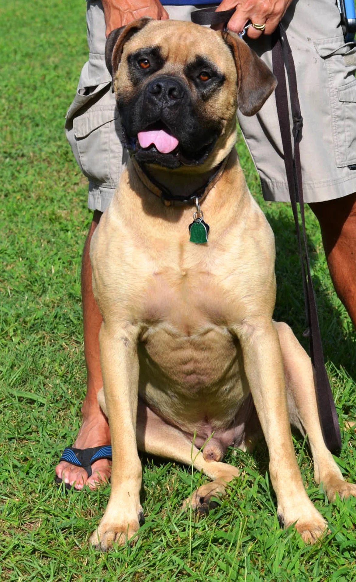Boss found his forever home with a wonderful couple in Huntsville, AL!
