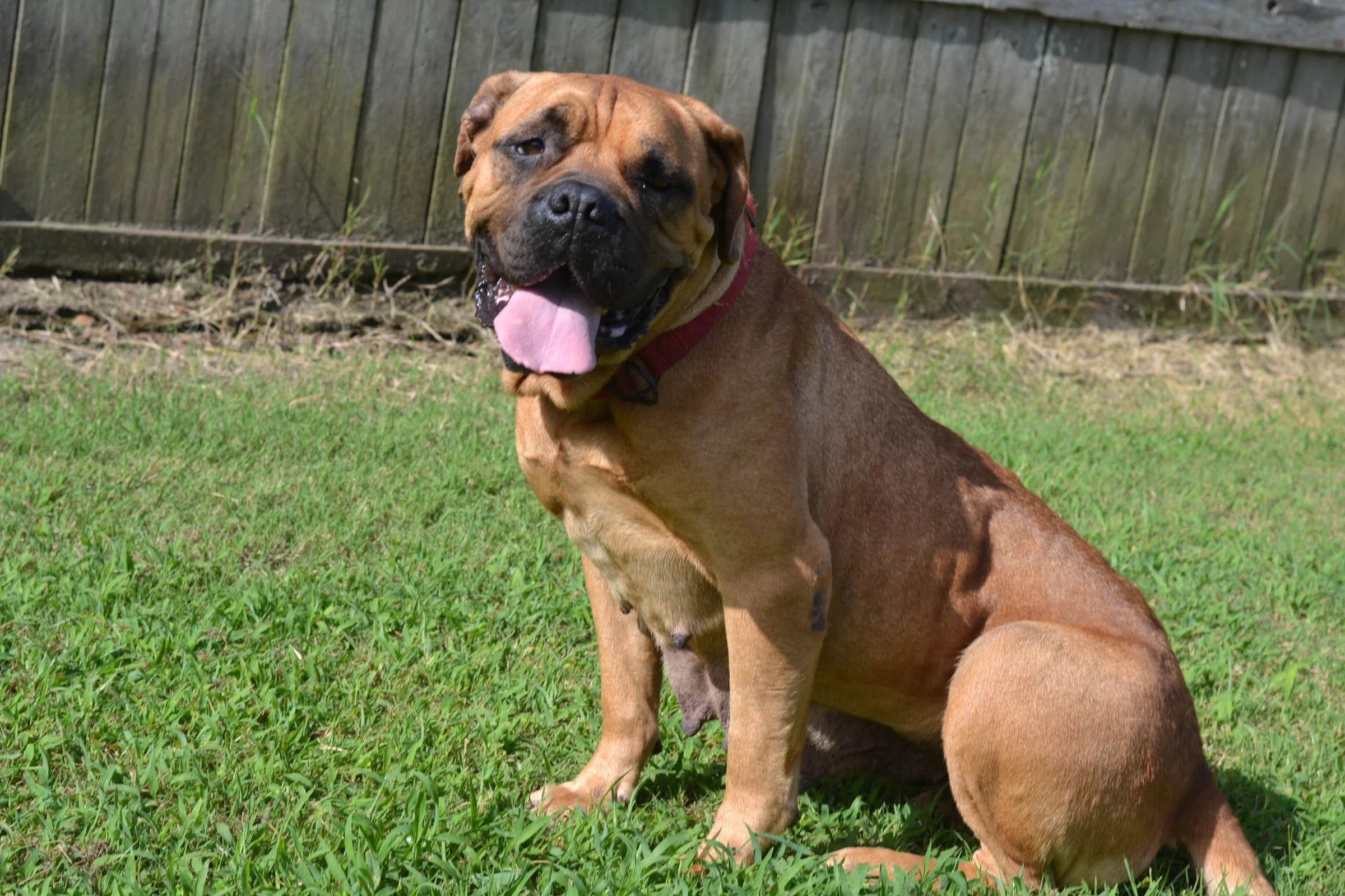 Sweet little Honey will spend the rest of her life with her new dad and Bullmastiff brother in Massachusetts!