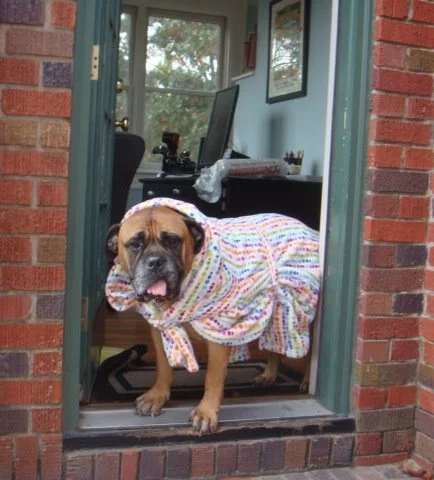 Although Elvis was never an official resident of The Bullpen, as the personal dog of our Executive Director, he was there every step of the way. This wonderful boy passed on June 30, 2015 at the age of 11 after bringing many years of love and light into the lives of the people he met.