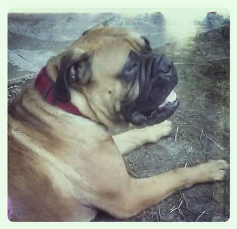 Beautiful Nala joined the Pinnetti family in Massachusetts!