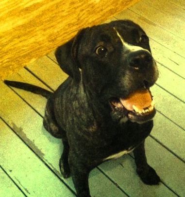 Smoke was adopted by the Shade family in Hephzibah, Georgia!