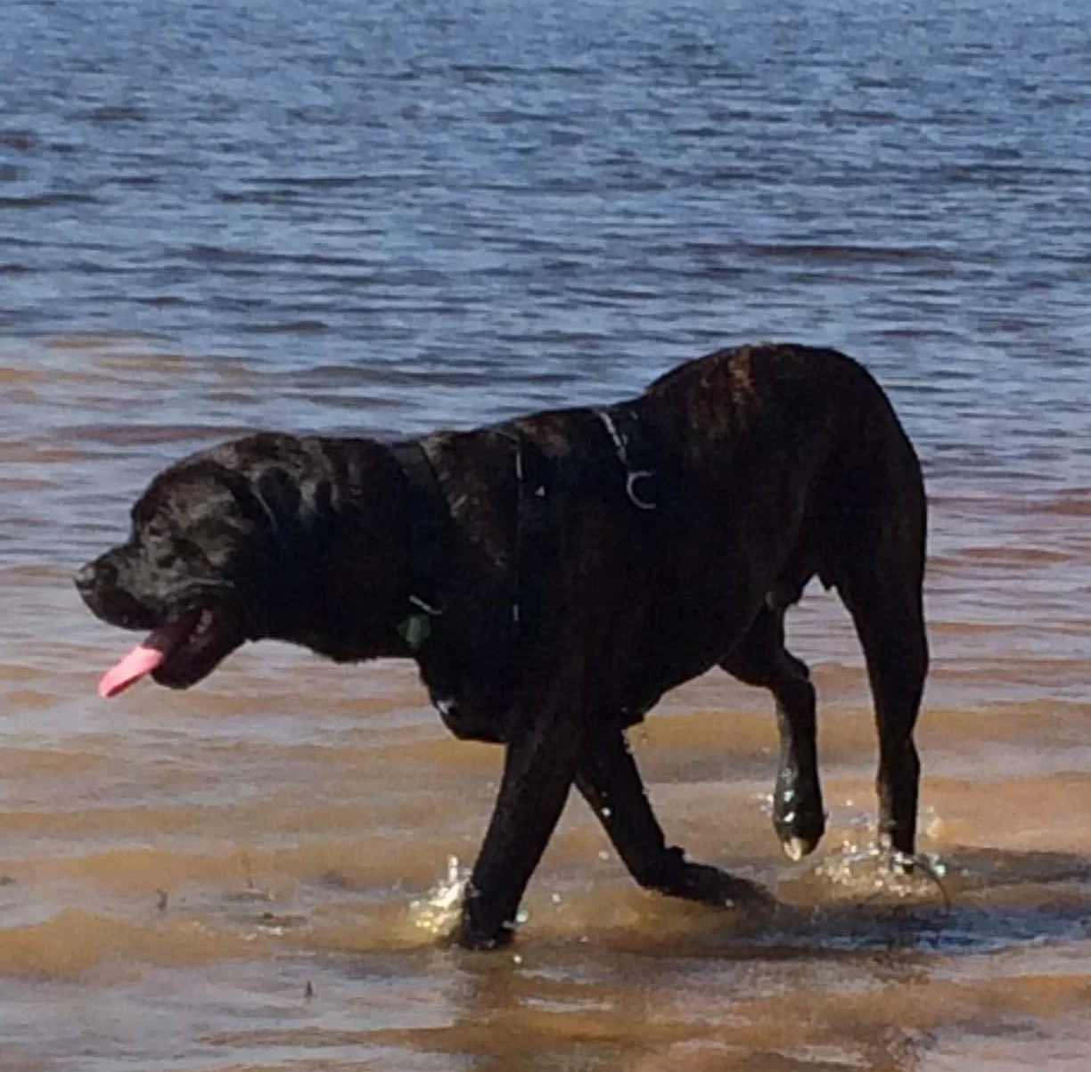 Cheerful Cholly found a wonderful place to call home in Massachusetts!